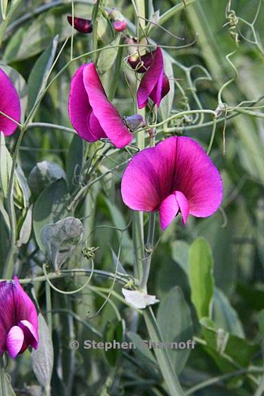 wpl_imgKL/Lathyrus tingitanus 5.jpg